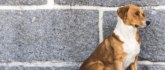 light brown and white dog next to a gray brick wall