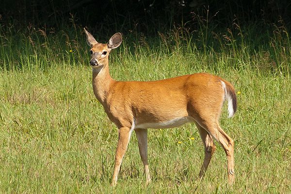 An adult female deer standing in a grassy meadow.